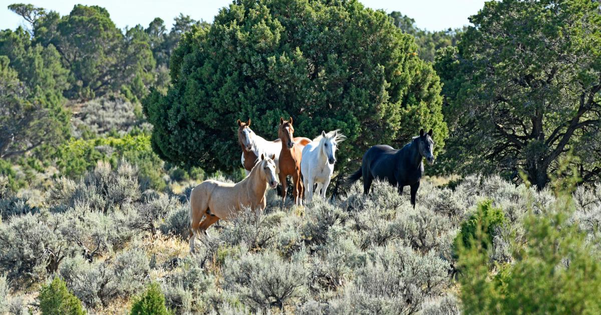 BLM to gather wild horses on Little Book Cliffs Wild Horse Range